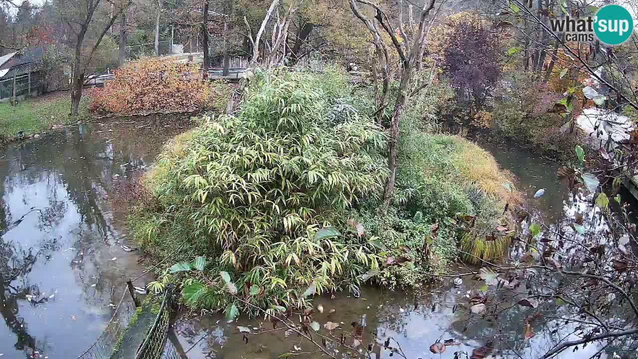 Yellow-cheeked gibbon Zoo Ljubljana livecam