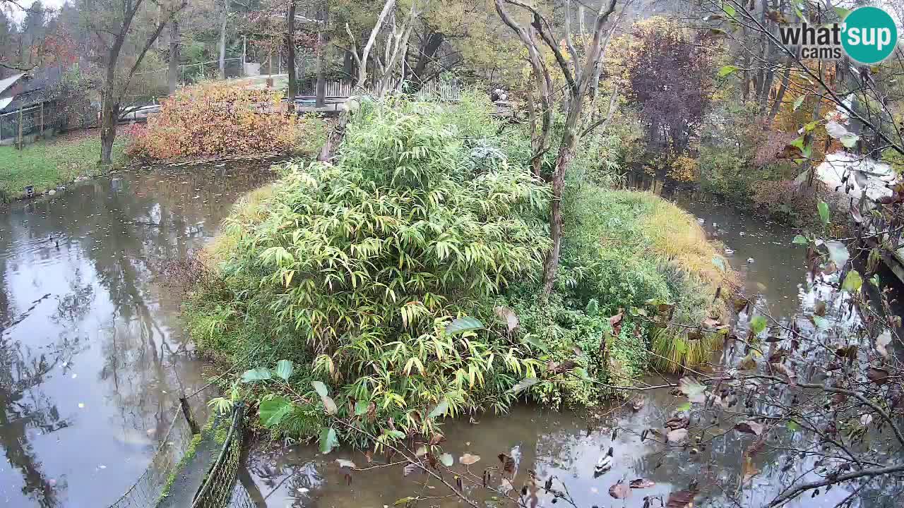 Gibon – Nomascus gabriellae – Zoo Ljubljana web kamera