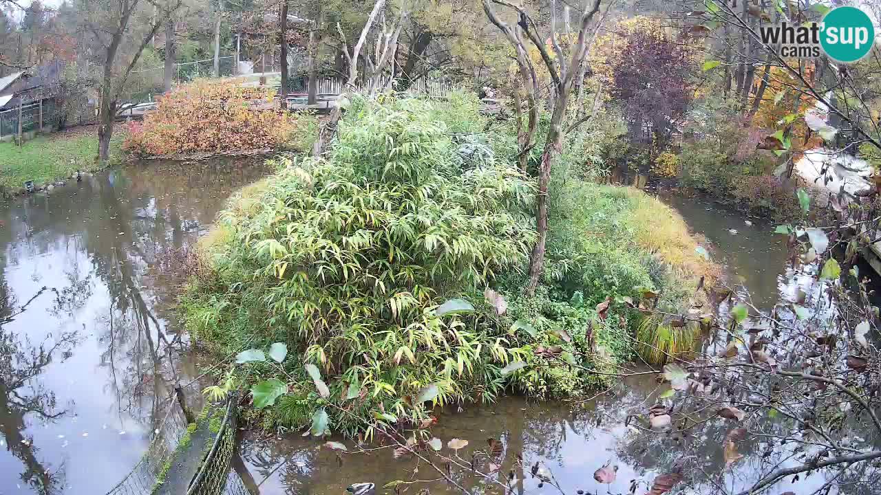Gibon – Nomascus gabriellae – Zoo Ljubljana web kamera