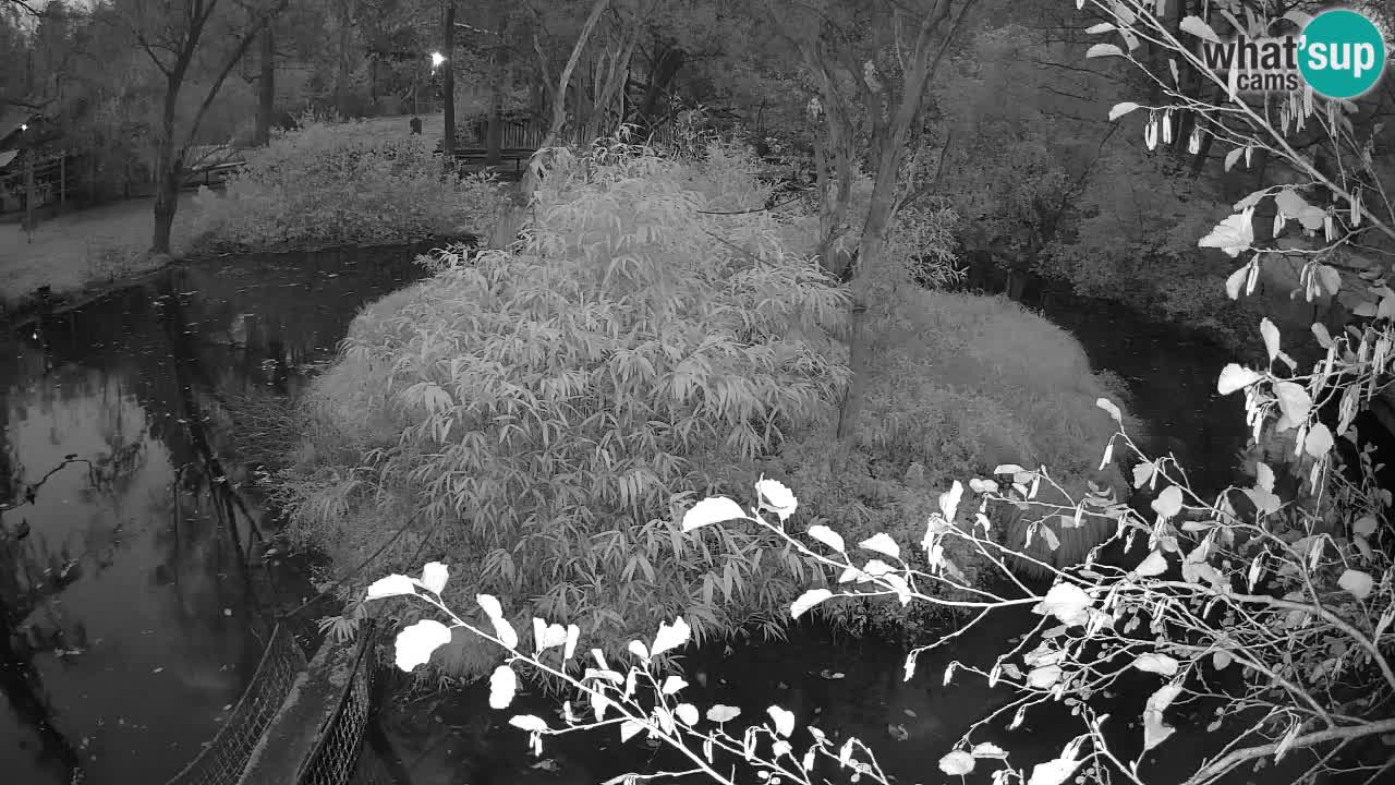 Südlicher Gelbwangen-Schopfgibbon Zoo Ljubljana webcam