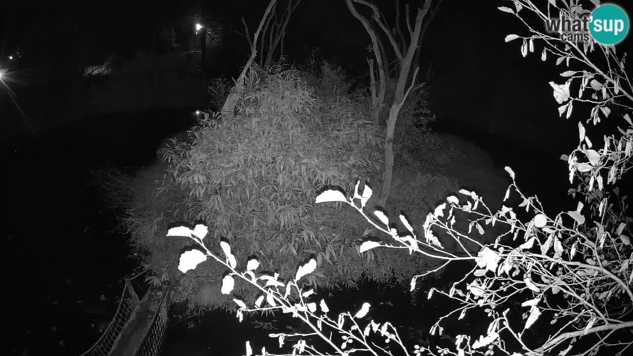 Südlicher Gelbwangen-Schopfgibbon Zoo Ljubljana webcam