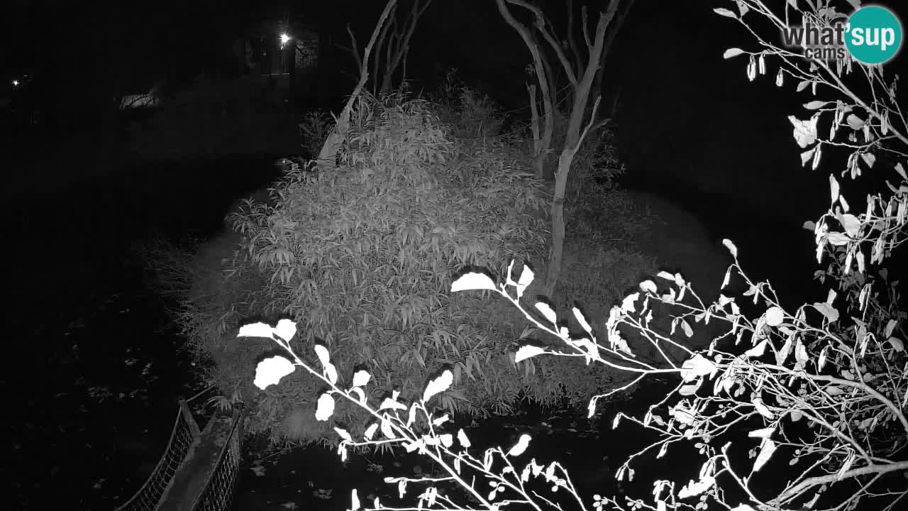 Yellow-cheeked gibbon Zoo Ljubljana livecam