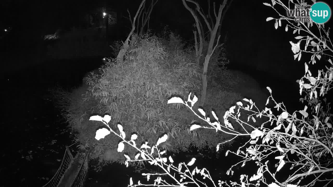 Gibon – Nomascus gabriellae – Zoo Ljubljana web kamera