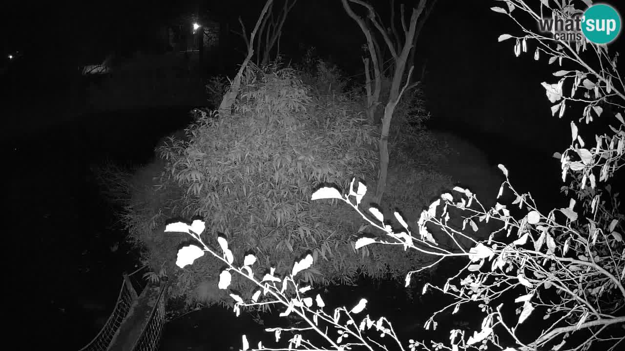 Gibbon à joues jaunes Zoo Ljubljana live cam