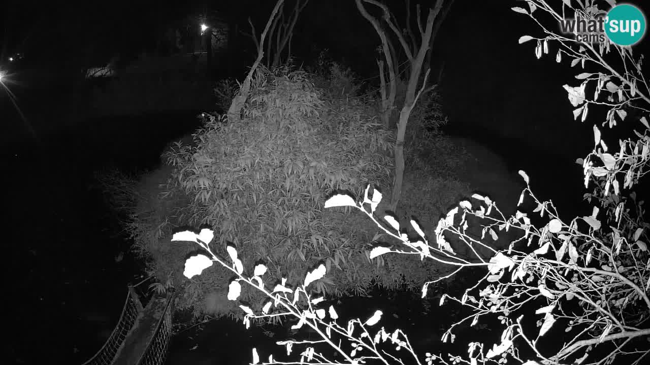 Gibón de mejillas beige Zoo Ljubljana