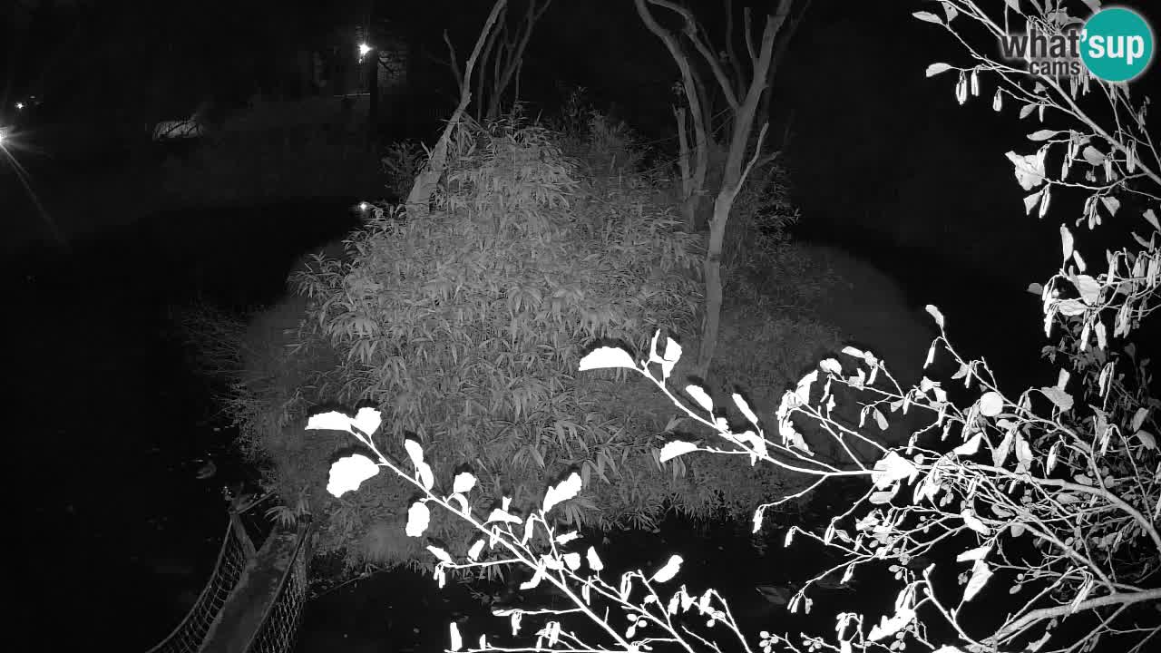 Yellow-cheeked gibbon Zoo Ljubljana livecam