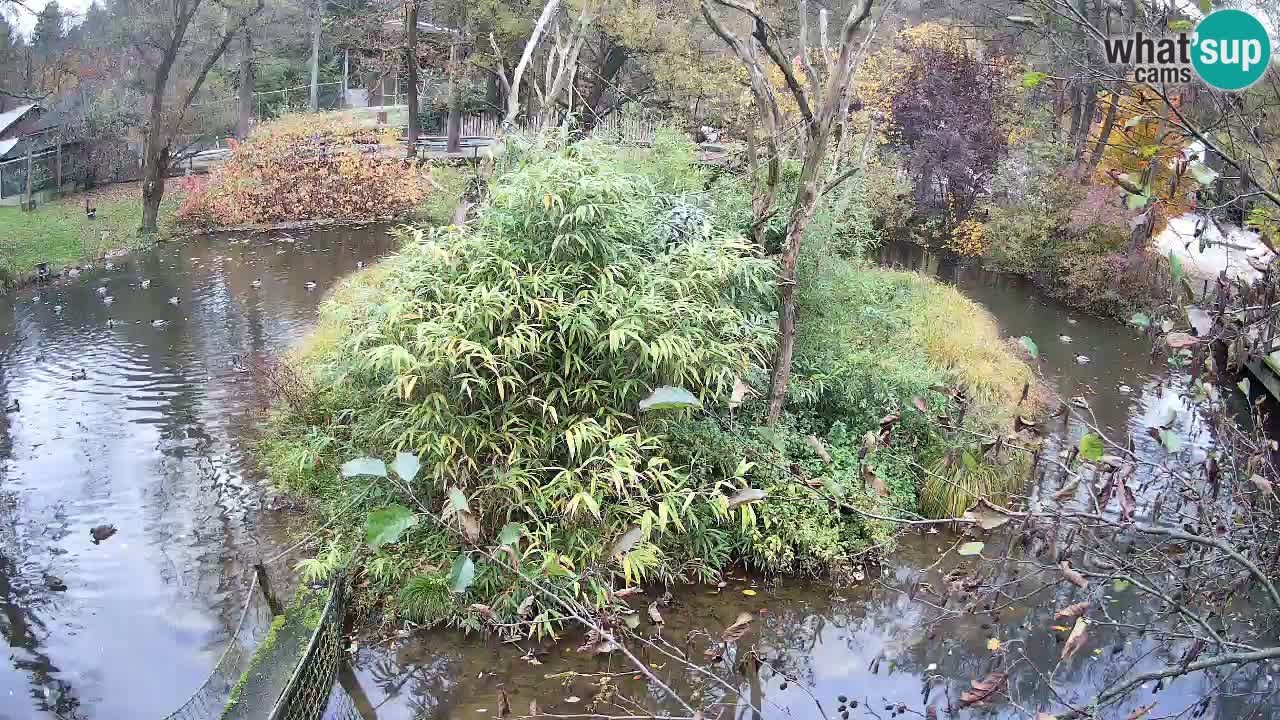 Gibbone dalle guance rosa nello ZOO di Ljubljana