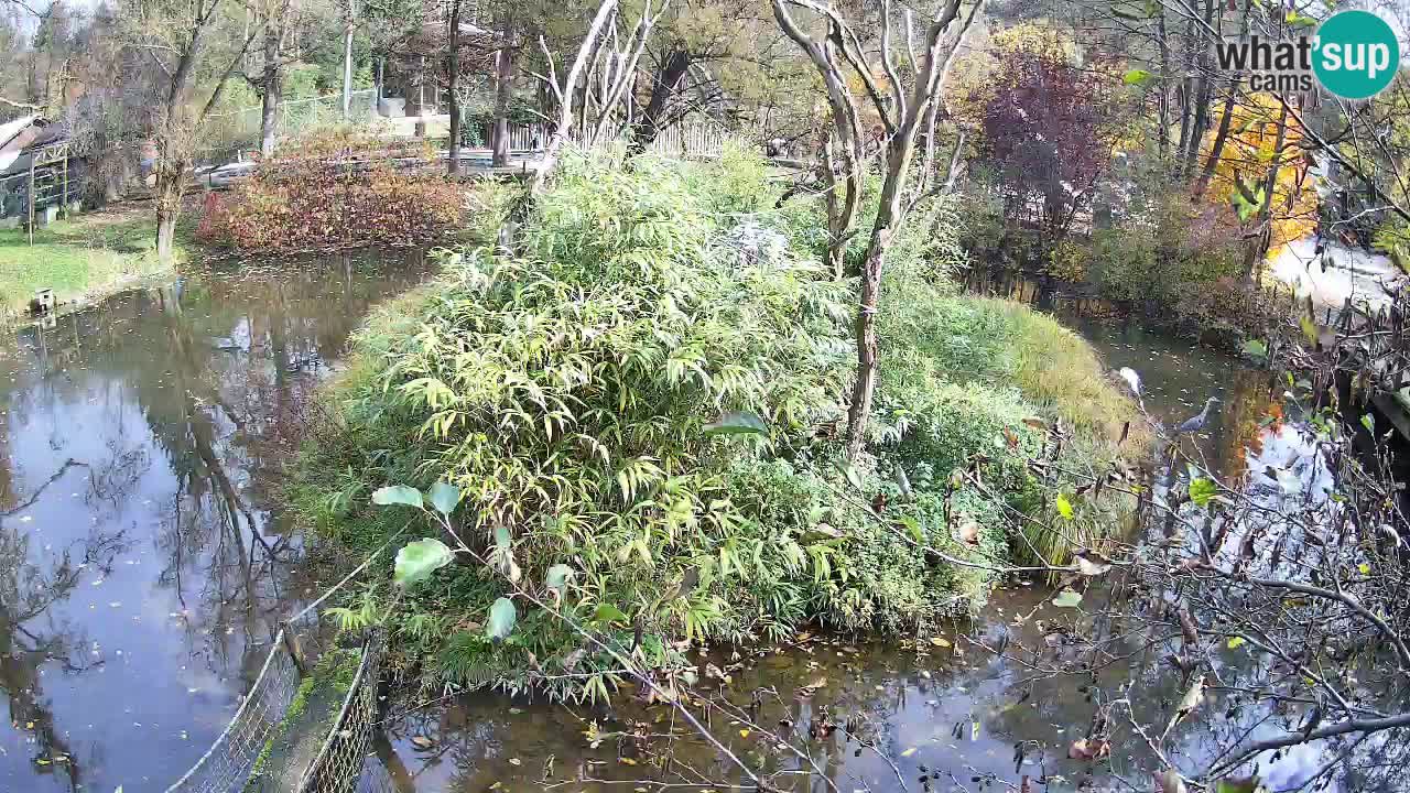 Südlicher Gelbwangen-Schopfgibbon Zoo Ljubljana webcam