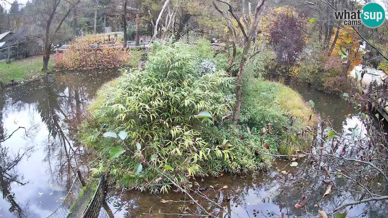 Gibón de mejillas beige Zoo Ljubljana