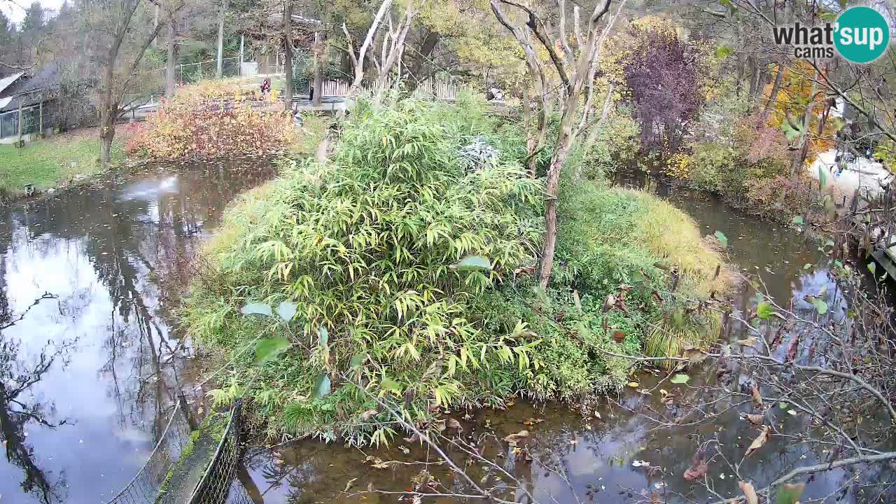 Gibon – Nomascus gabriellae – Zoo Ljubljana web kamera