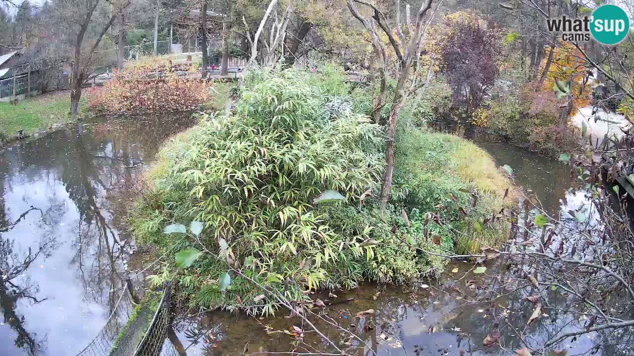 Gibbon à joues jaunes Zoo Ljubljana live cam
