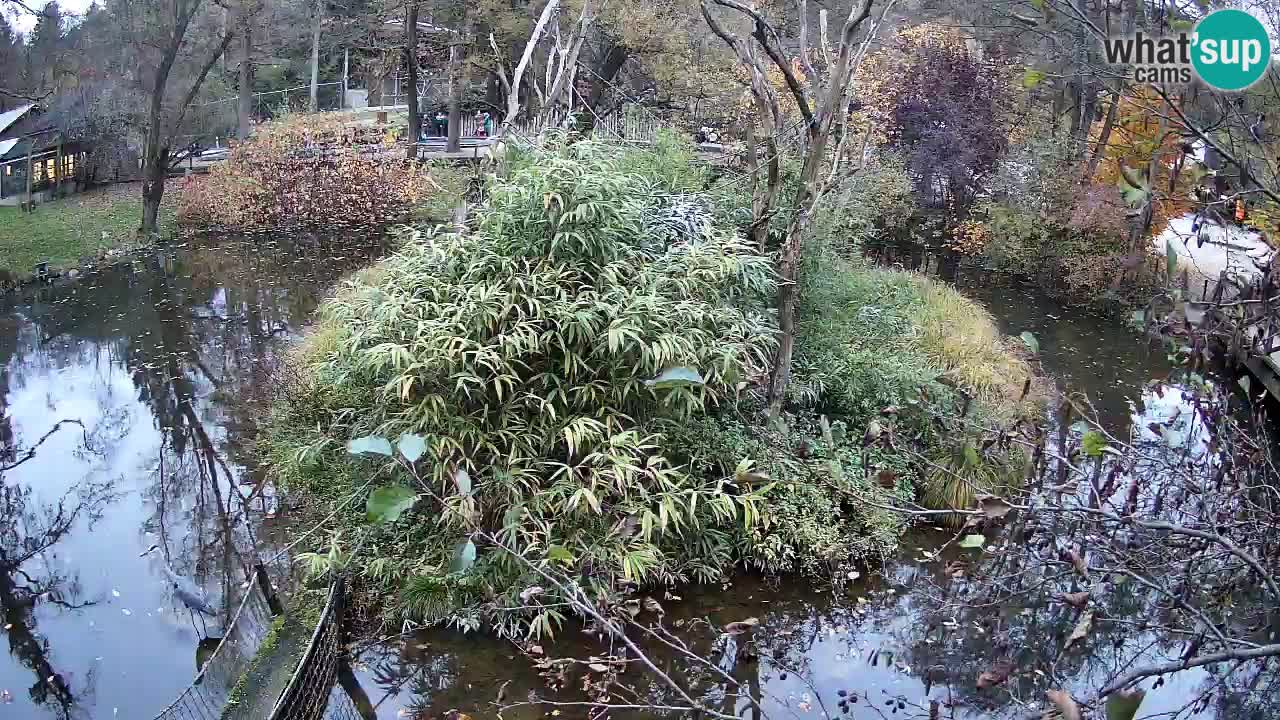Südlicher Gelbwangen-Schopfgibbon Zoo Ljubljana webcam