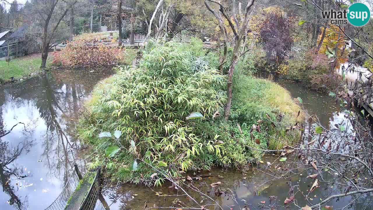 Gibbon à joues jaunes Zoo Ljubljana live cam