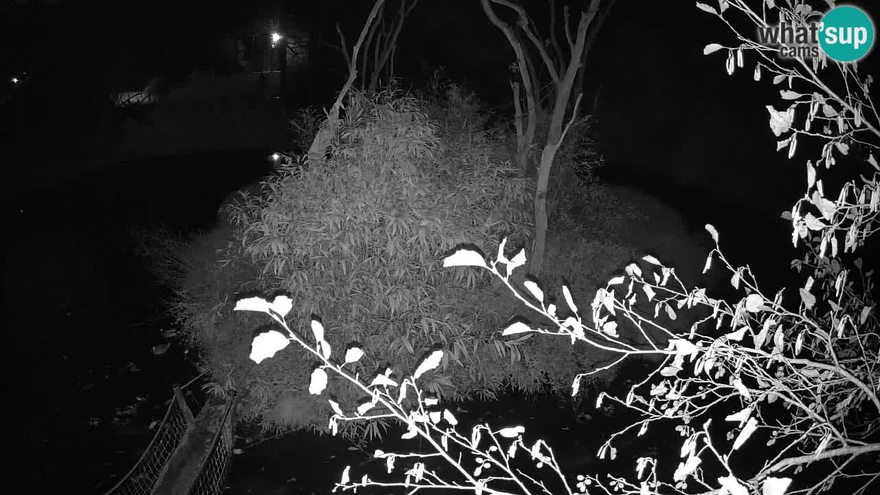 Südlicher Gelbwangen-Schopfgibbon Zoo Ljubljana webcam