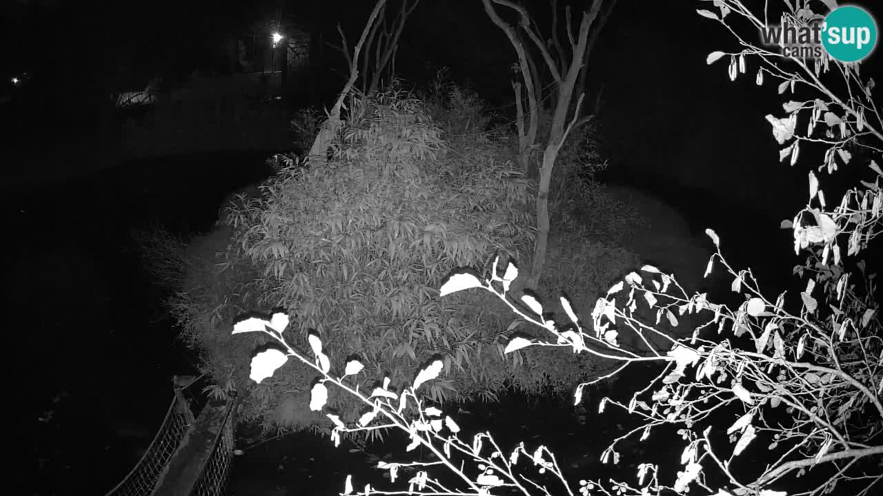 Gibón de mejillas beige Zoo Ljubljana