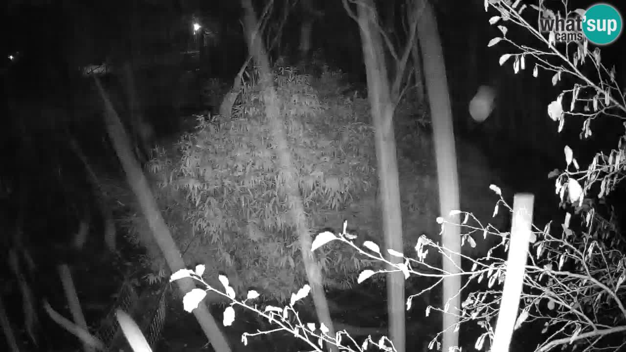 Gibbon à joues jaunes Zoo Ljubljana live cam