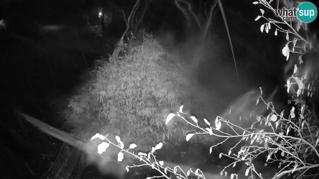 Zlatolični gibon živalski vrt Ljubljana