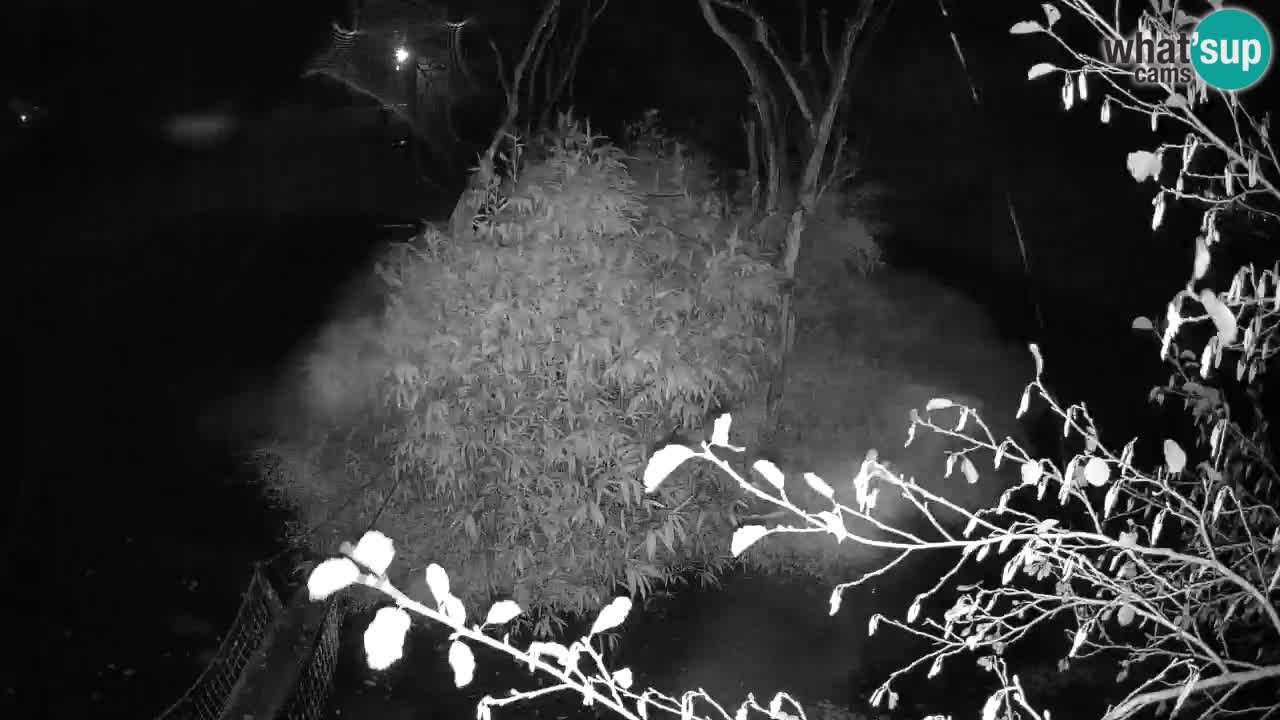 Gibbon à joues jaunes Zoo Ljubljana live cam