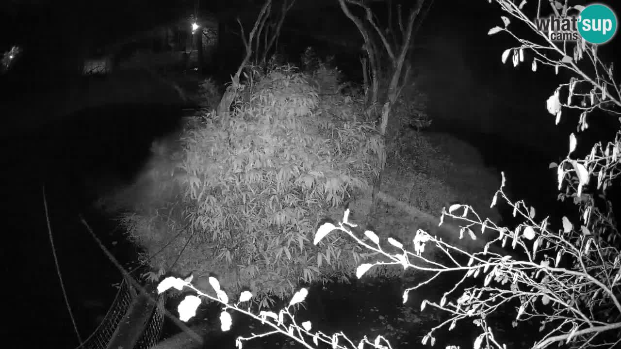 Gibon – Nomascus gabriellae – Zoo Ljubljana web kamera