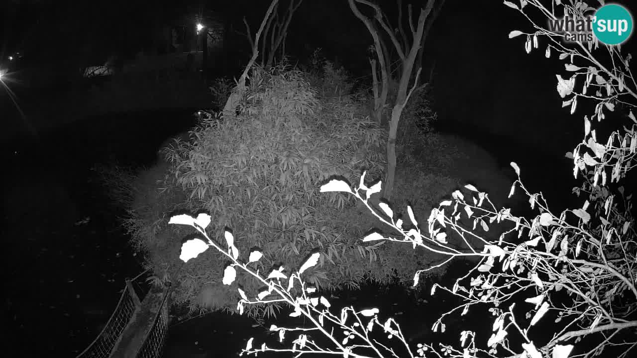 Gibbon à joues jaunes Zoo Ljubljana live cam