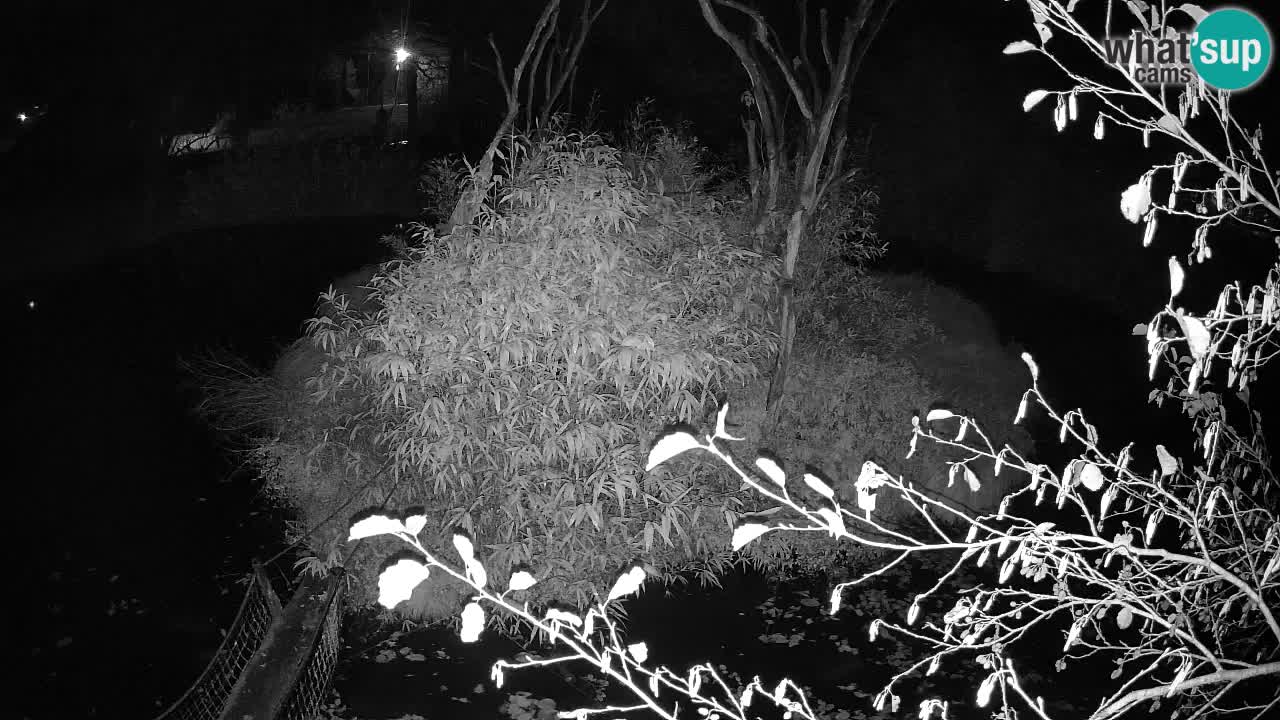 Yellow-cheeked gibbon Zoo Ljubljana livecam