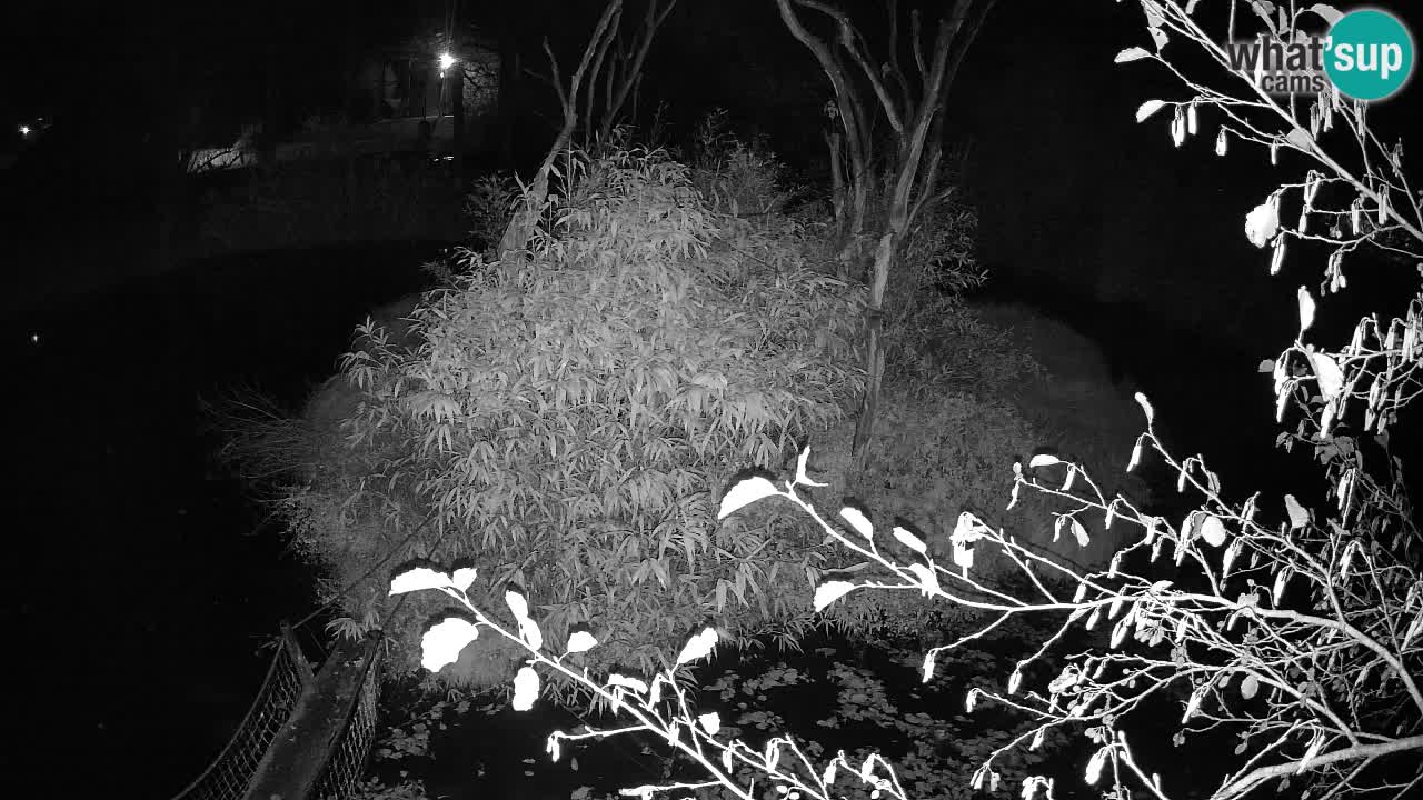 Gibbon à joues jaunes Zoo Ljubljana live cam