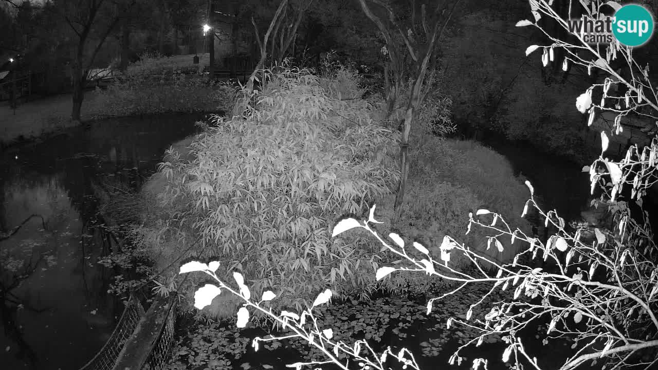 Gibon – Nomascus gabriellae – Zoo Ljubljana web kamera