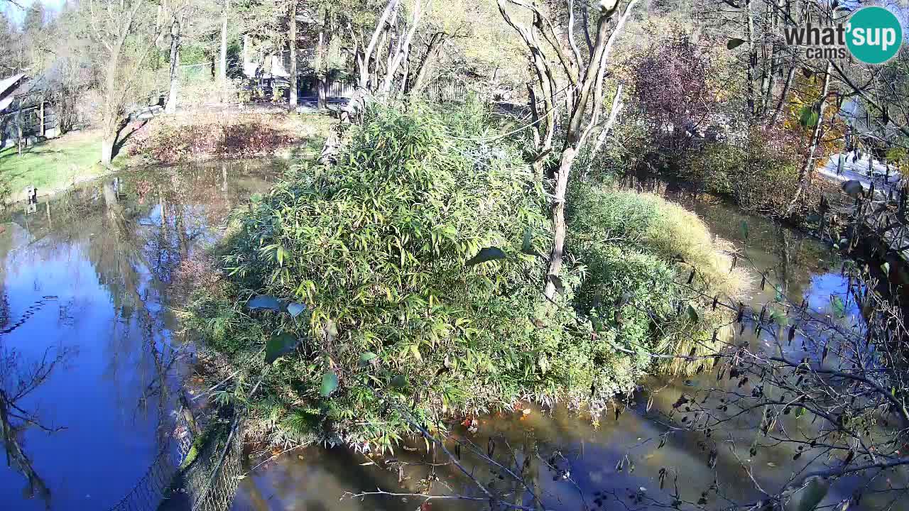Gibon – Nomascus gabriellae – Zoo Ljubljana web kamera