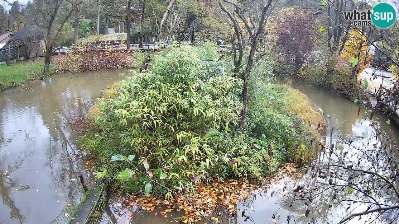 Yellow-cheeked gibbon Zoo Ljubljana livecam