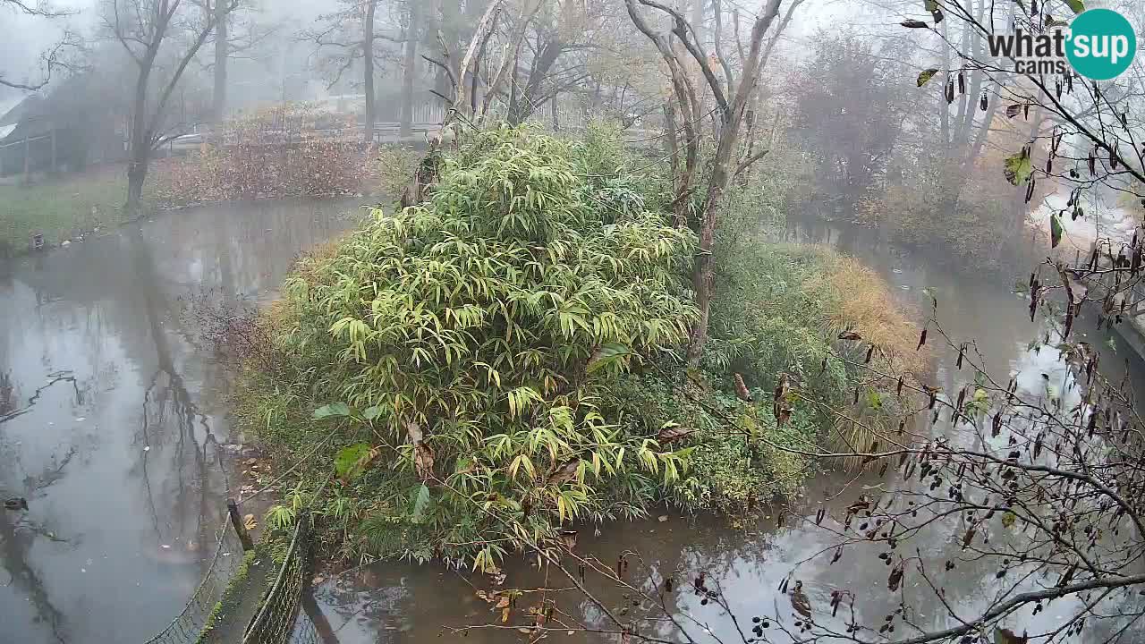 Gibón de mejillas beige Zoo Ljubljana
