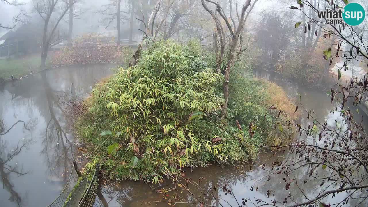 Gibón de mejillas beige Zoo Ljubljana