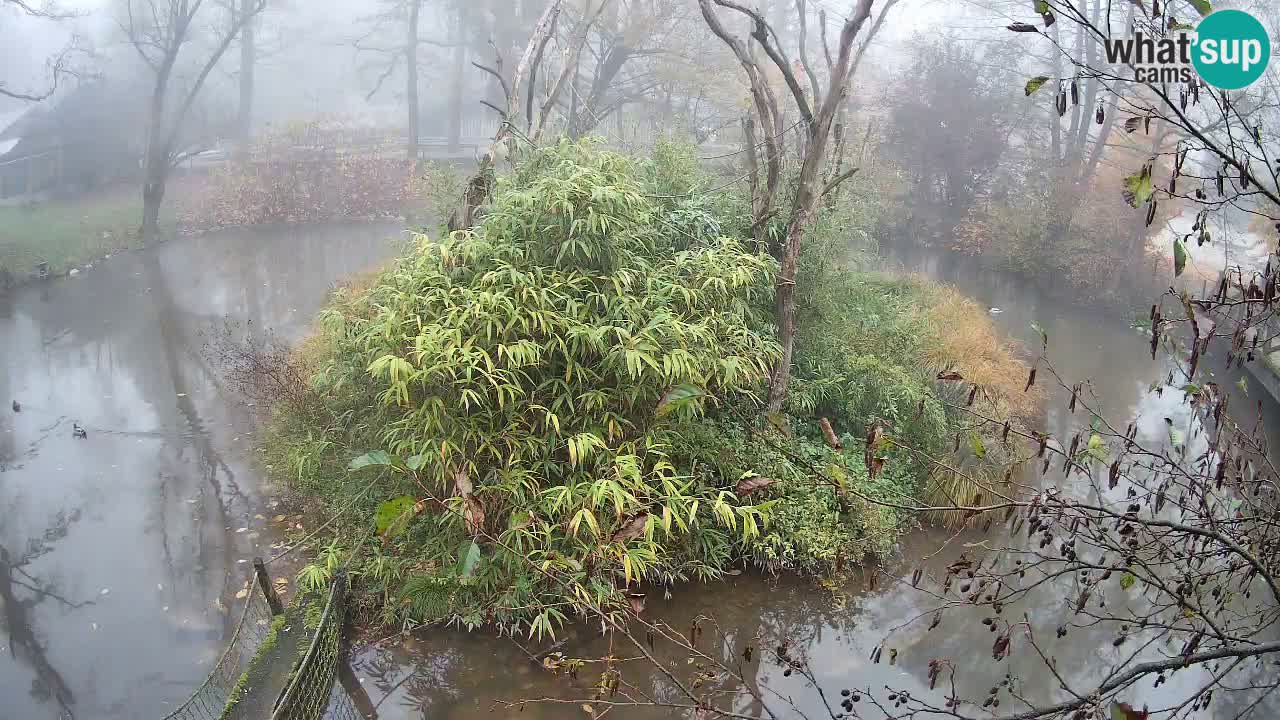 Zlatolični gibon živalski vrt Ljubljana