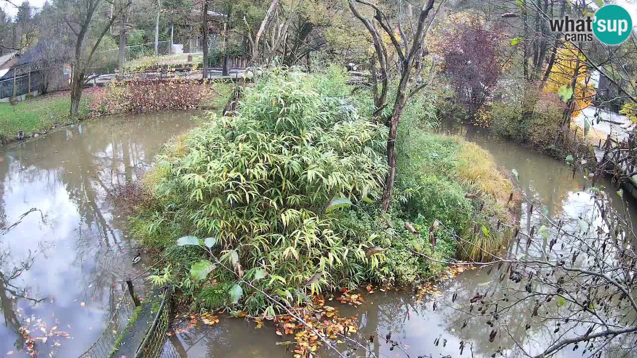 Zlatolični gibon živalski vrt Ljubljana