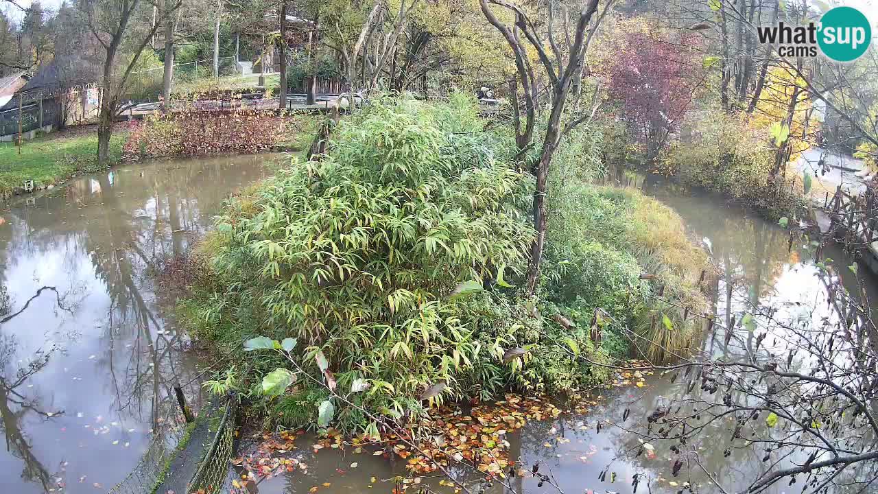 Gibbon à joues jaunes Zoo Ljubljana live cam