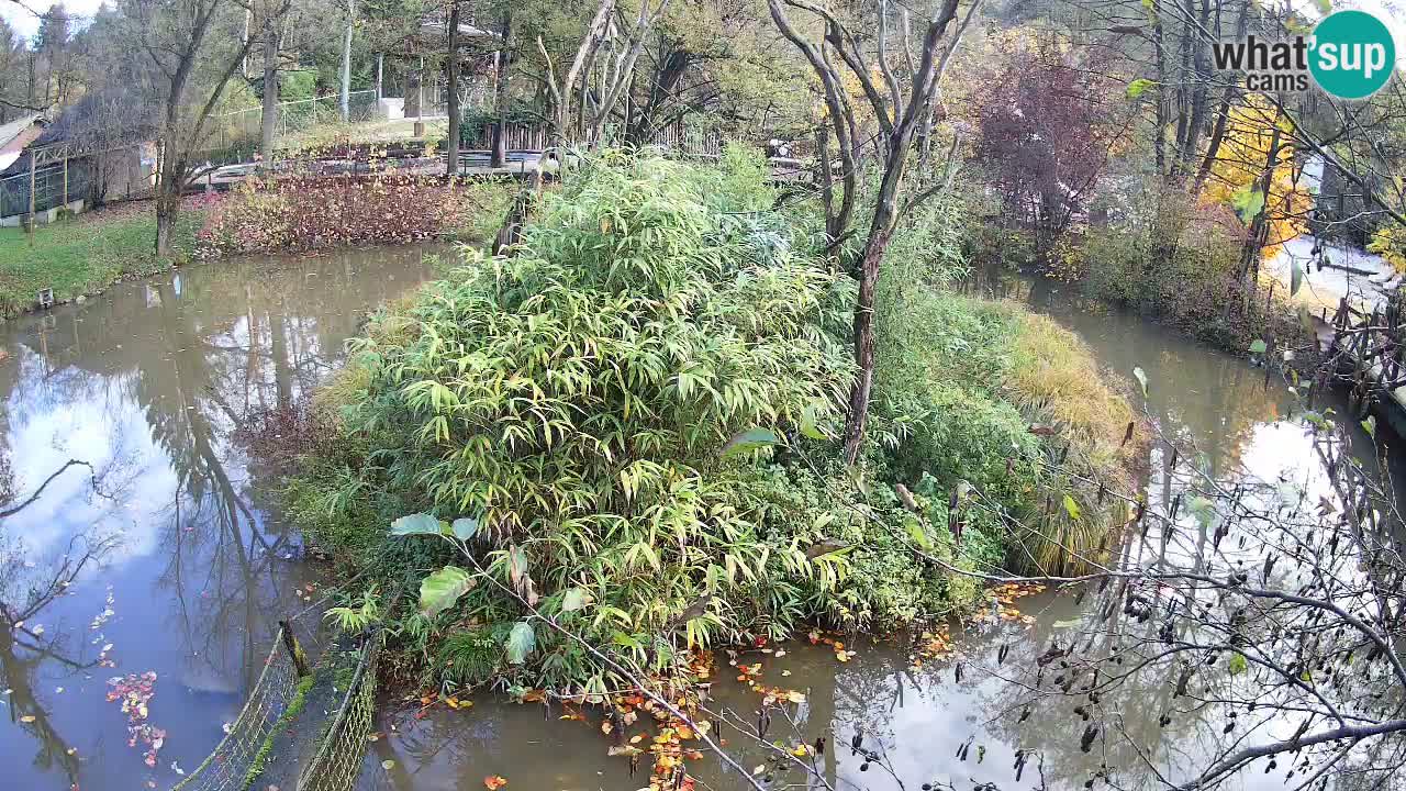 Gibbone dalle guance rosa nello ZOO di Ljubljana