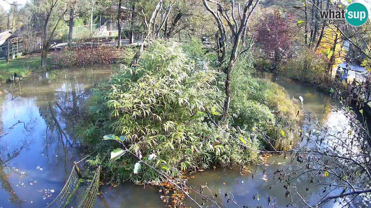 Gibon – Nomascus gabriellae – Zoo Ljubljana web kamera