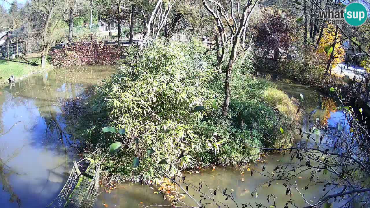 Yellow-cheeked gibbon Zoo Ljubljana livecam