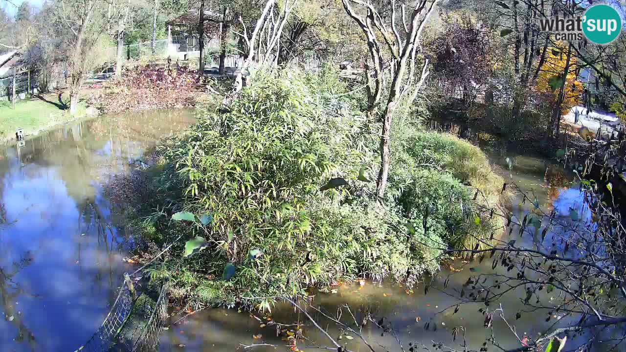 Gibbon à joues jaunes Zoo Ljubljana live cam