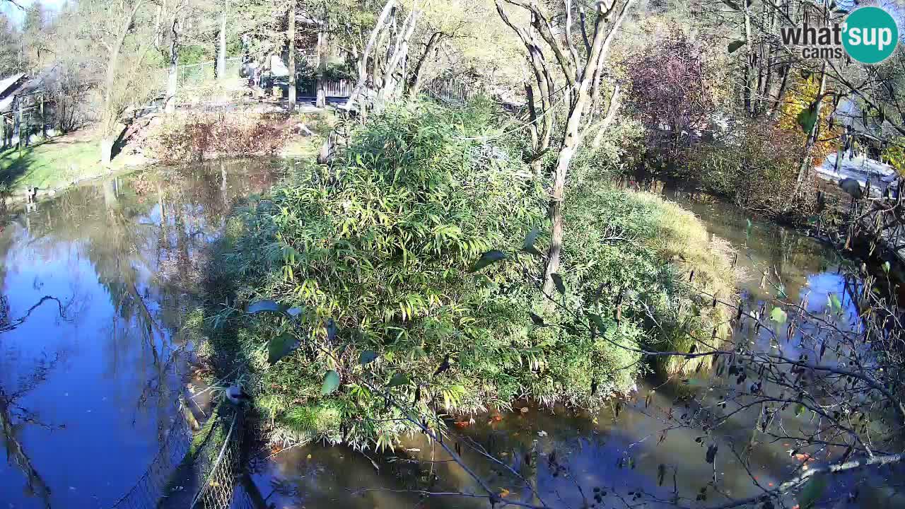Gibon – Nomascus gabriellae – Zoo Ljubljana web kamera