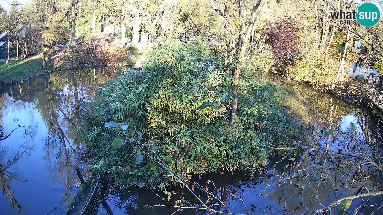 Gibbone dalle guance rosa nello ZOO di Ljubljana
