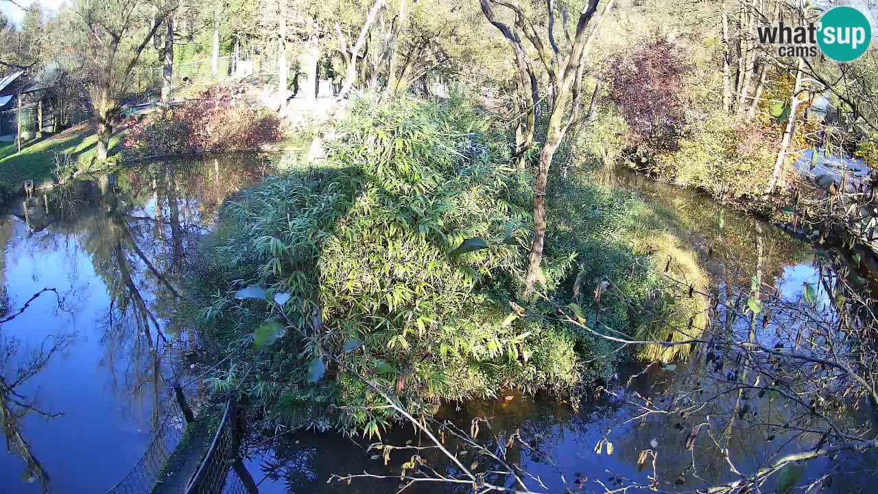 Gibbon à joues jaunes Zoo Ljubljana live cam