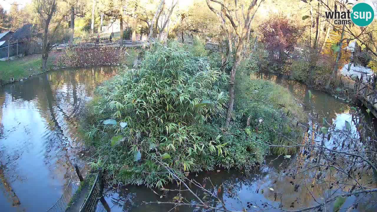 Gibón de mejillas beige Zoo Ljubljana