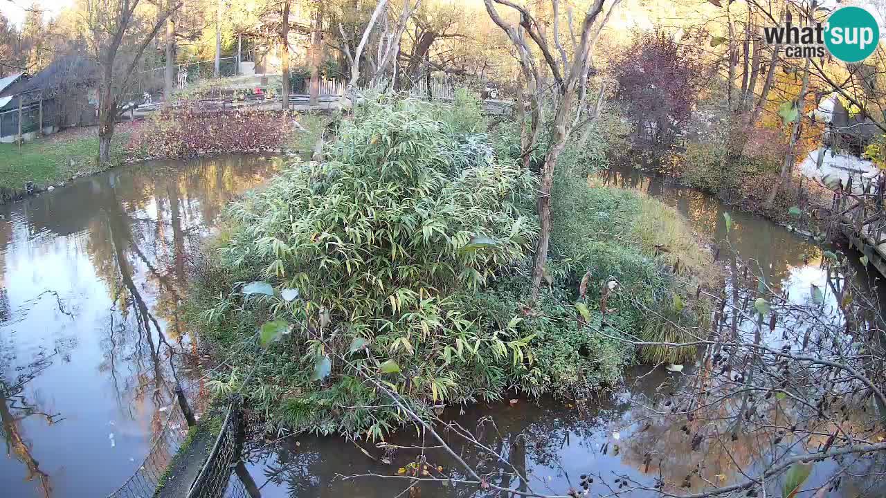 Gibon – Nomascus gabriellae – Zoo Ljubljana web kamera