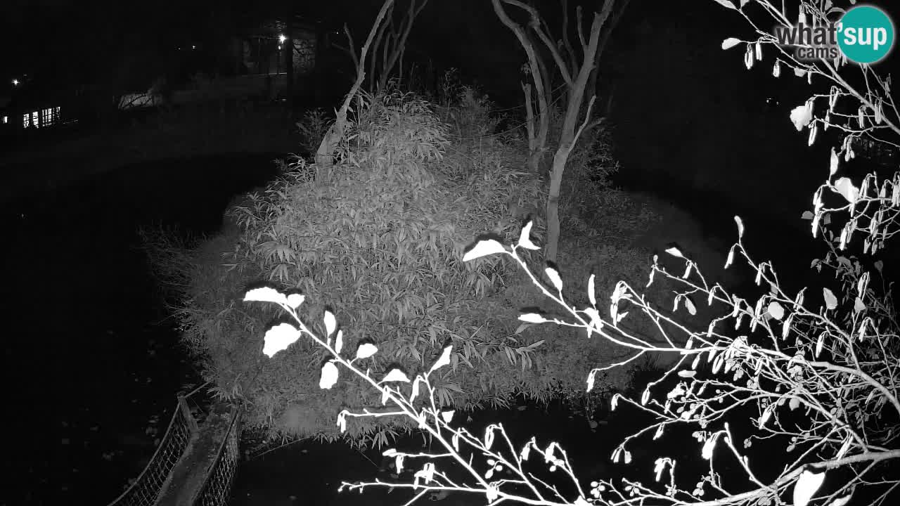 Gibbon à joues jaunes Zoo Ljubljana live cam