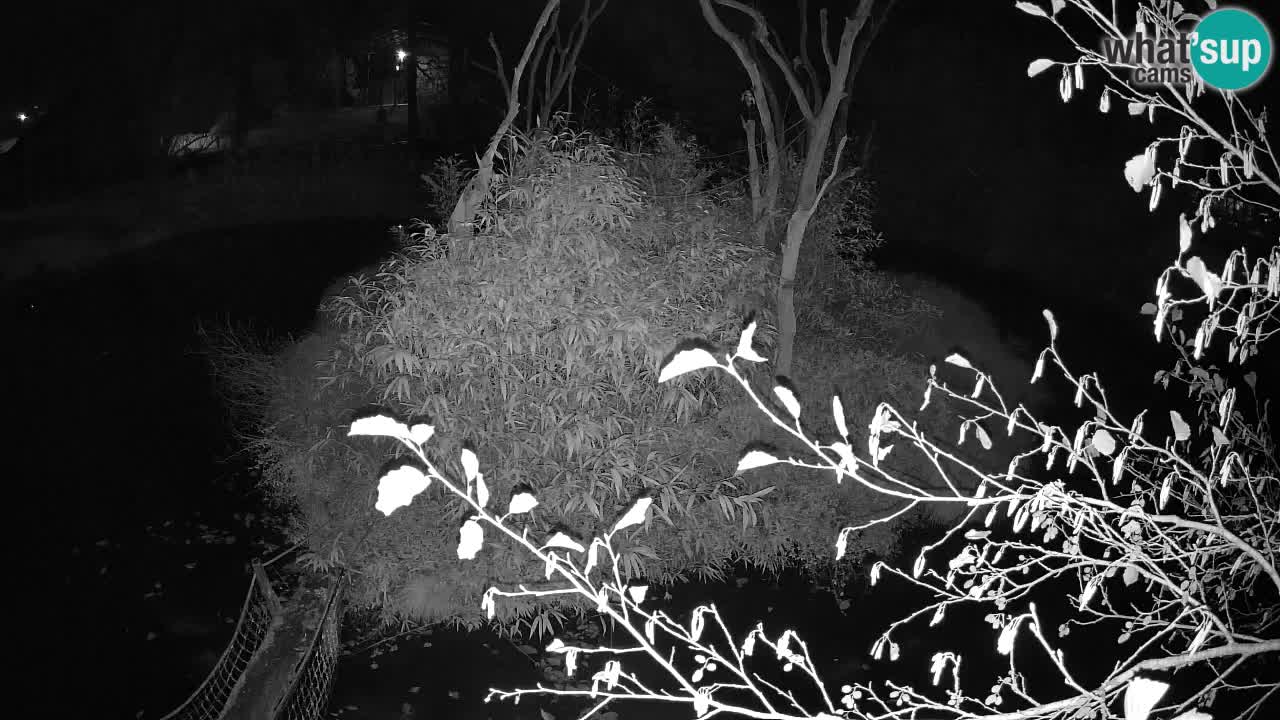 Gibon – Nomascus gabriellae – Zoo Ljubljana web kamera