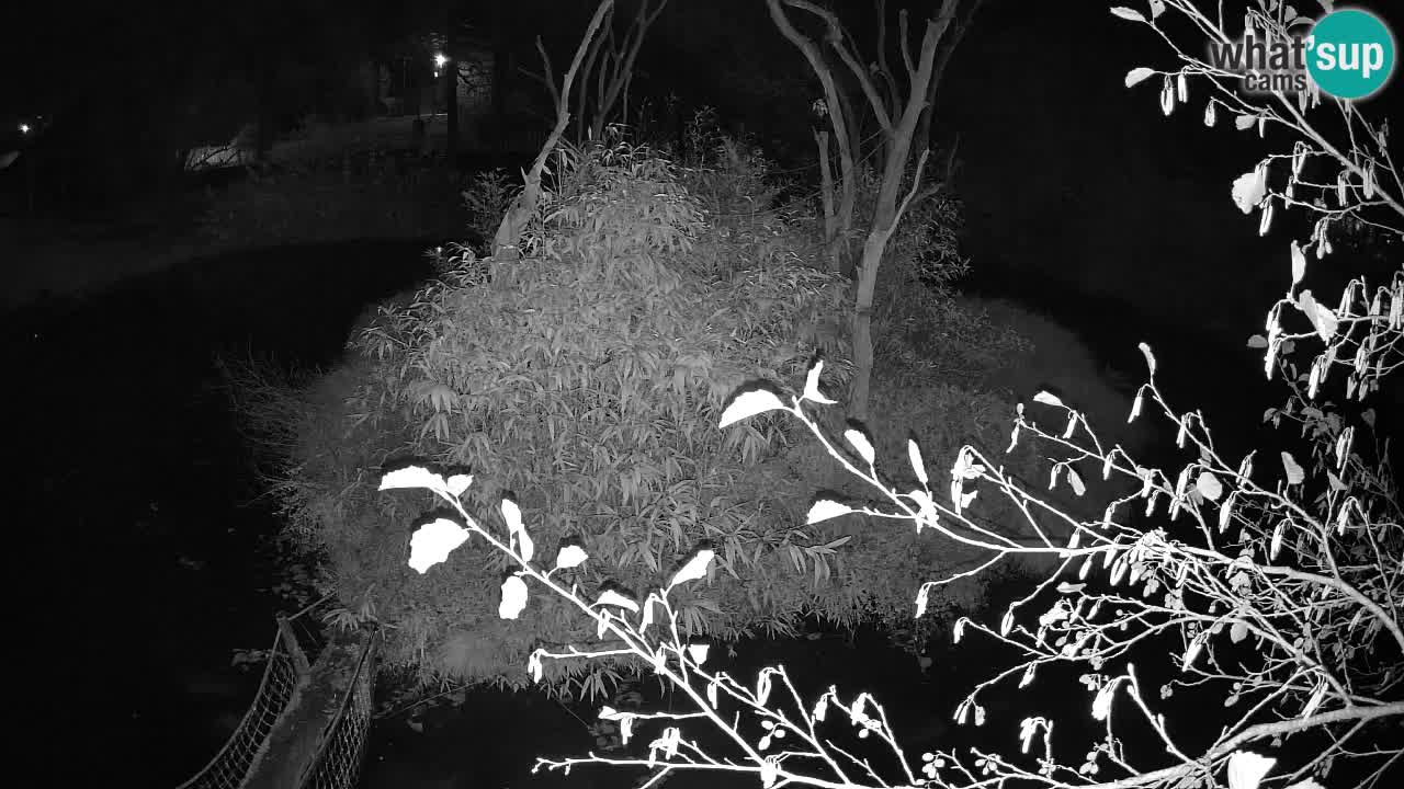 Gibbon à joues jaunes Zoo Ljubljana live cam