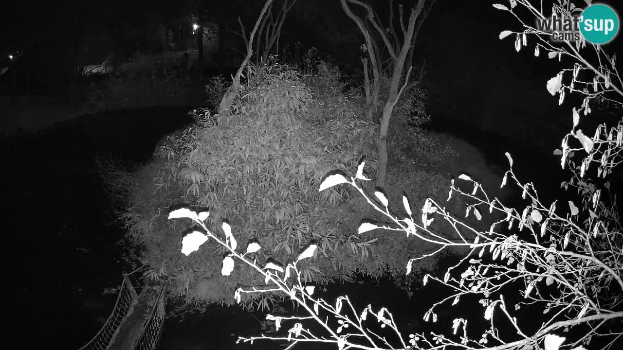 Gibón de mejillas beige Zoo Ljubljana