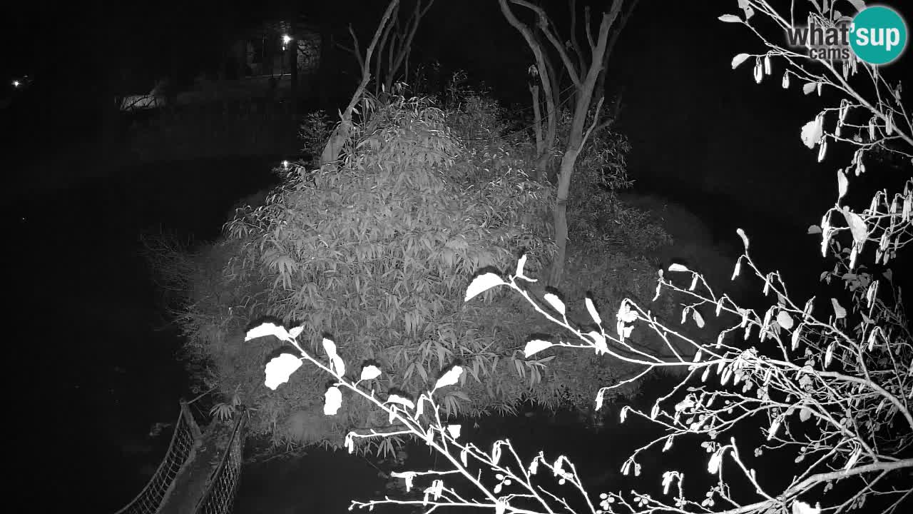 Yellow-cheeked gibbon Zoo Ljubljana livecam