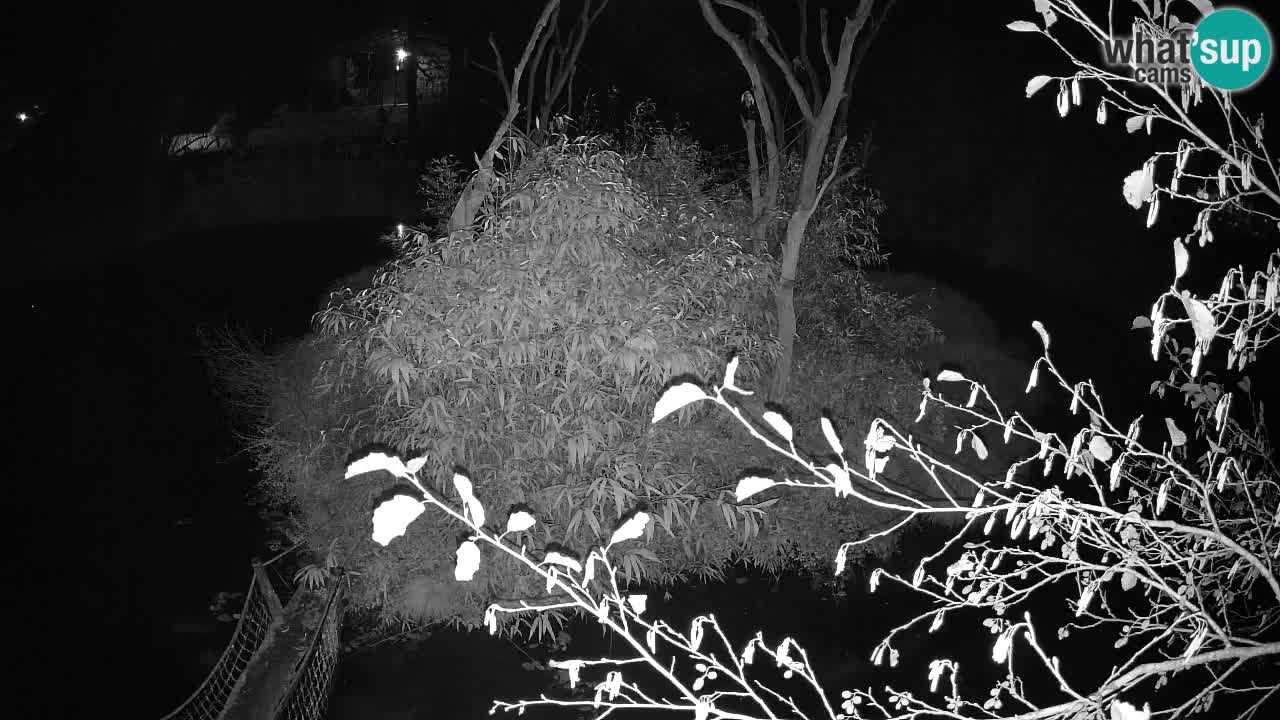 Südlicher Gelbwangen-Schopfgibbon Zoo Ljubljana webcam