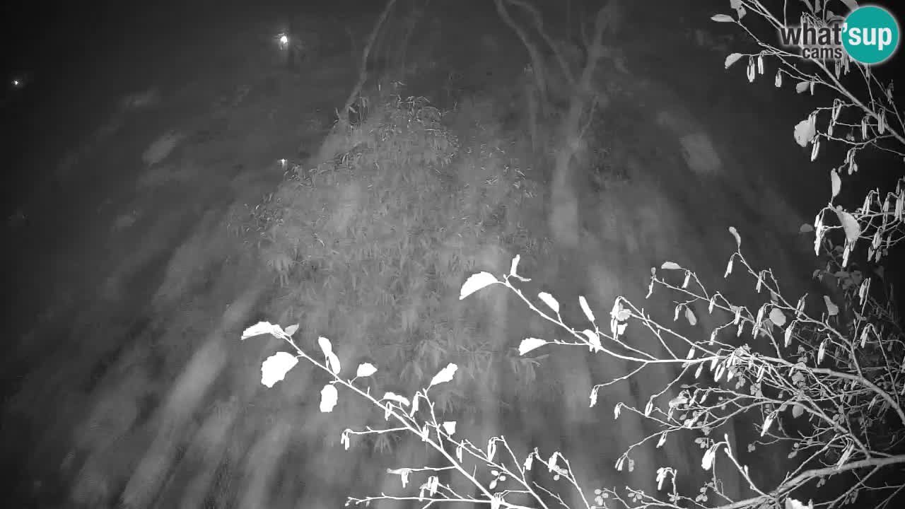 Gibbone dalle guance rosa nello ZOO di Ljubljana